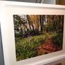 Ballyannan Woods Image 2