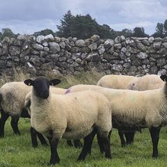 Suffolk Mule Ewe Hoggets