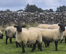 Suffolk Mule Ewe Hoggets