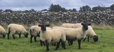 Suffolk Mule Ewe Hoggets