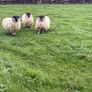 Perth blackface ram lambs Image 3