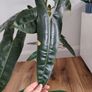 Philodendron Billetiae Image 4