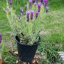 Lavender Plant Image 2