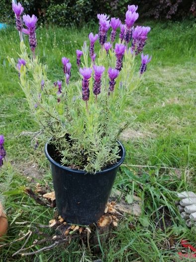 Lavender Plant