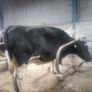 Incalf dairy cows Image 5
