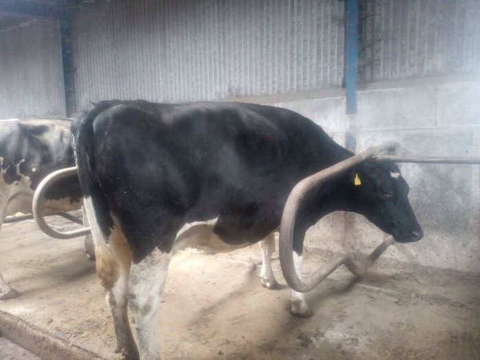 Incalf dairy cows