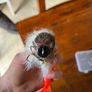 fishing lures Image 7