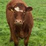 Top Quality Heifers Mohill Mart Saturday 31st Oct Image 5