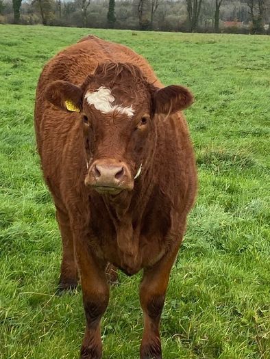 Top Quality Heifers Mohill Mart Saturday 31st Oct