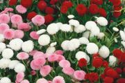 (D) Daisy Button Mixed seeds 0.1g (420476)