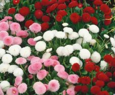 (D) Daisy Button Mixed seeds 0.1g (420476)