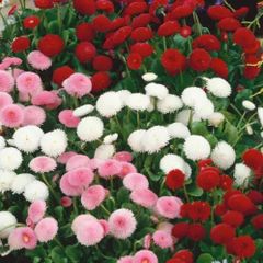 (D) Daisy Button Mixed seeds 0.1g (420476)