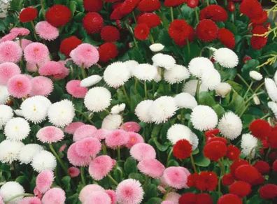 (D) Daisy Button Mixed seeds 0.1g (420476)
