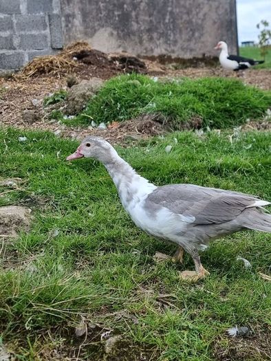 Muscovy ducks 3 months old
