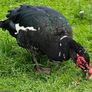 Muscovy ducks Image 8
