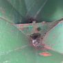 Manure spreaders Image 4