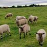Hardy cross breed ewes for sale....280 Euros Image 4