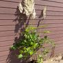 Tall Astilbe Image 3
