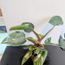 Philodendron White Princess Plant Image 2