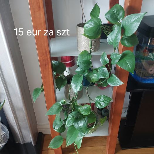 Plants