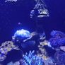 Marina fish tank. Image 2