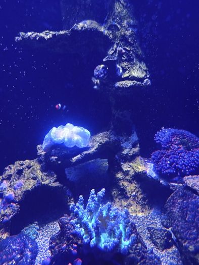 Marina fish tank.