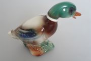 Mallard Duck