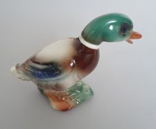 Mallard Duck