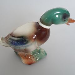 Mallard Duck