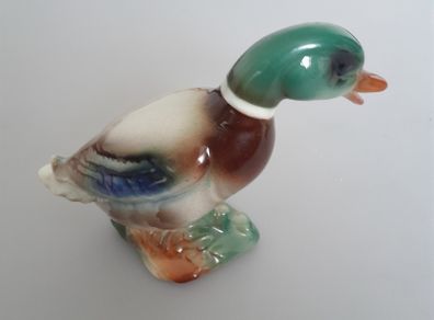 Mallard Duck