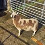Four horned Jacob ram lamb Image 2
