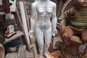 Vintage Anatomical Female Mannequin