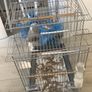 cage Image 5