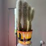cactus plant Image 3