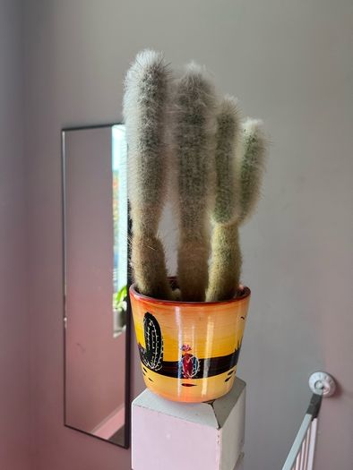 cactus plant
