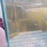 Bristle nose plecos all different ages some 3 to 7cm Image 2