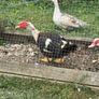 Muscovy drake Image 2