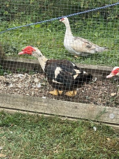 Muscovy drake