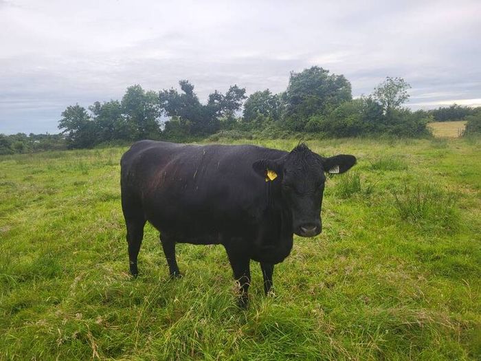 Angus Bull