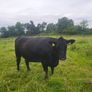 Angus Bull Image 5