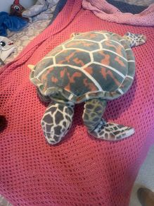 Toy Turtle