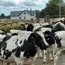 15 Belgium blue store bullocks for sale Image 6
