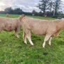 Organic Cattle Image 8