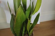 Sansevieria Moonshine