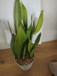 Sansevieria Moonshine