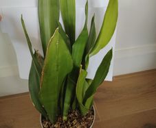 Sansevieria Moonshine