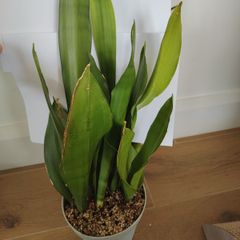 Sansevieria Moonshine
