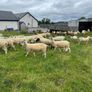 Hoggets Image 2