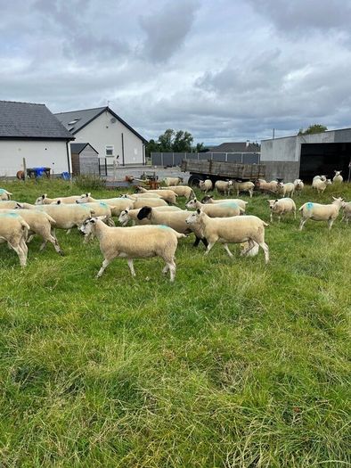 Hoggets