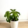 plants Image 4